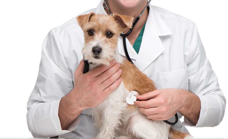 Come Superare Il Test Di Veterinaria